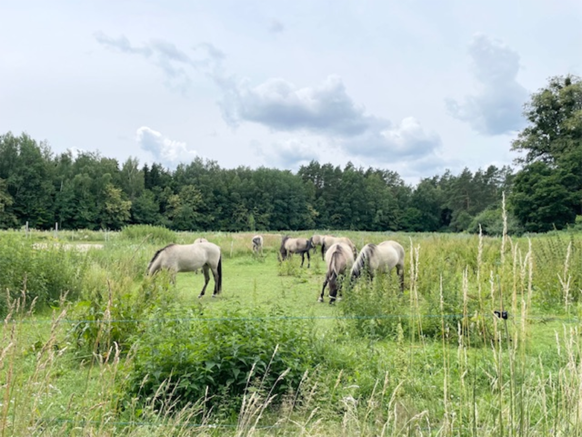 Atrakcje_05